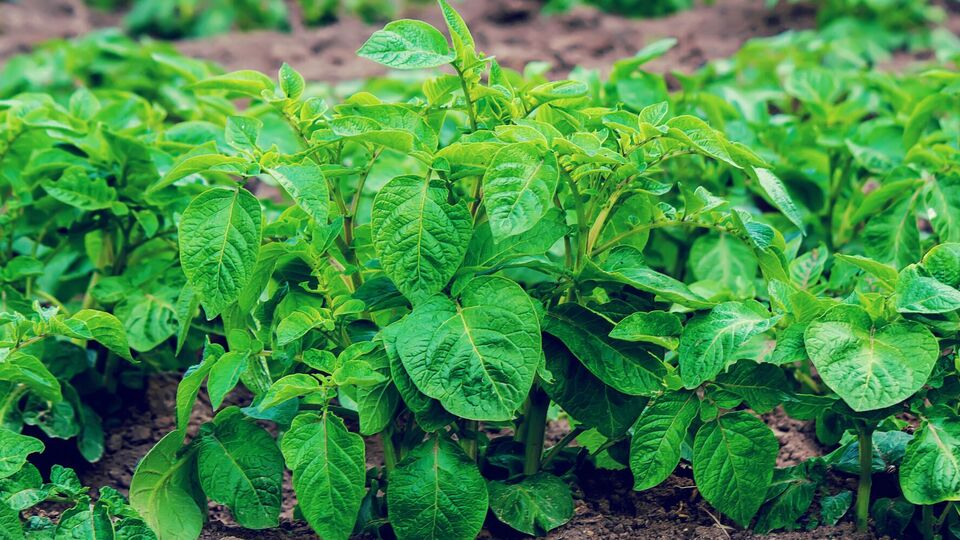 Бархатцы, посаженные возле картофеля, отпугивают вредителей и улучшают землю