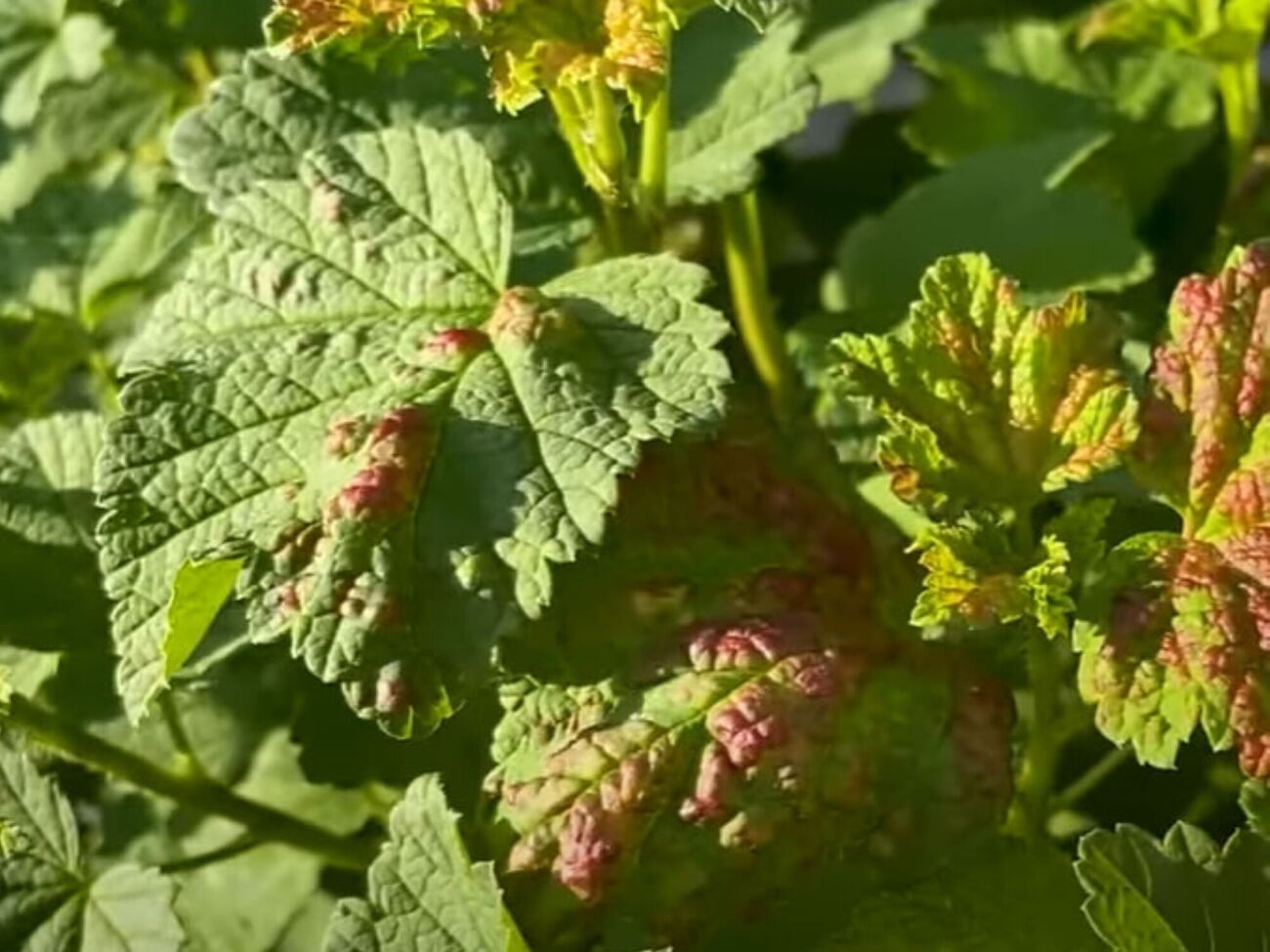 Оброблення одного куща проти попелиці забирає кілька хвилин