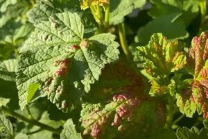 На обработку одного куста от тли уходит несколько минут