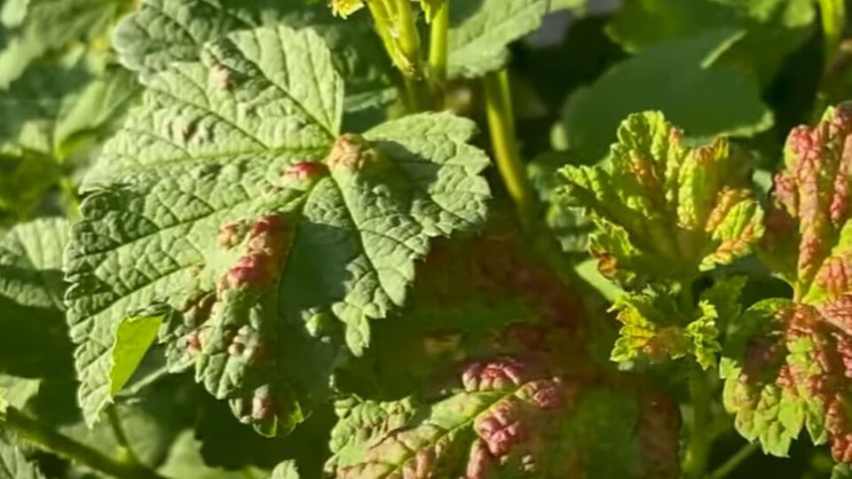 На обработку одного куста от тли уходит несколько минут