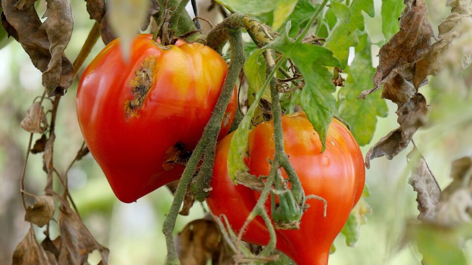 Фитофтора может уничтожить весь урожай за несколько дней