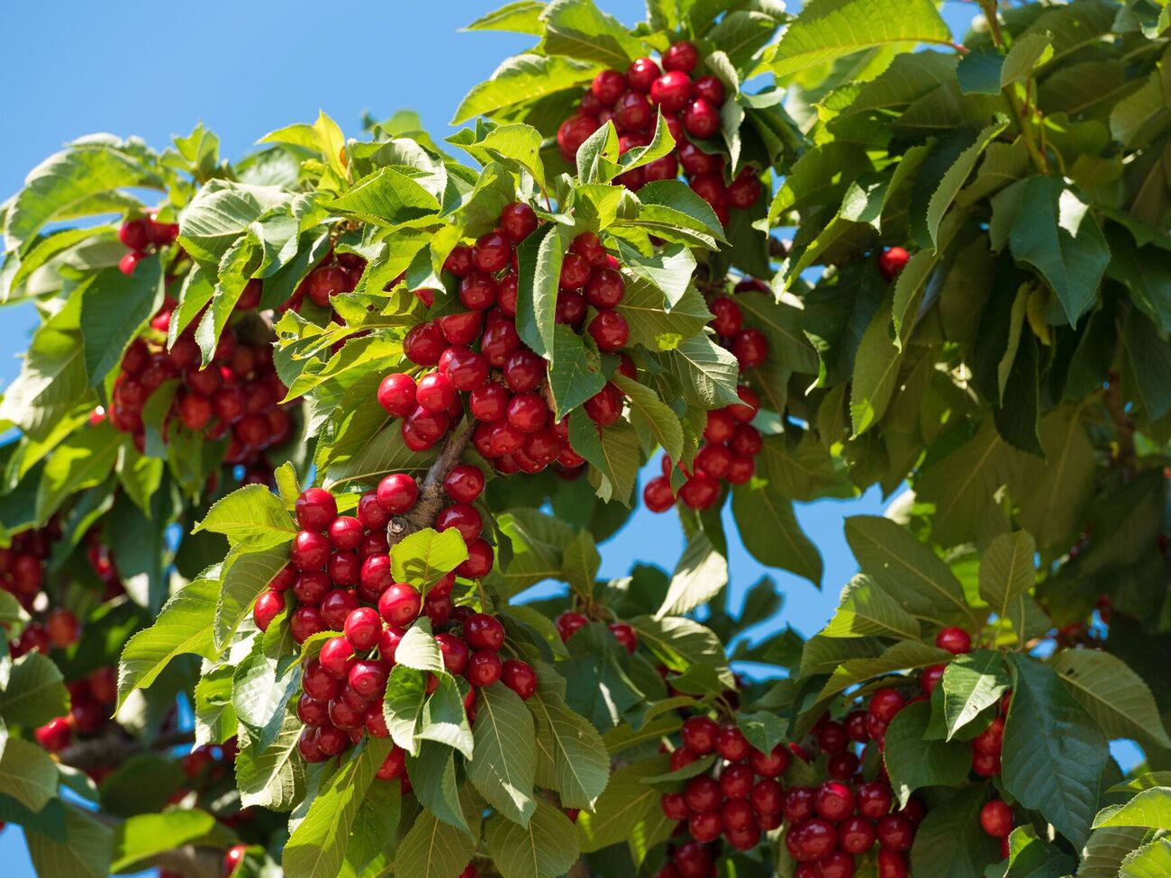 Дерево вишни обычно дает много поросли