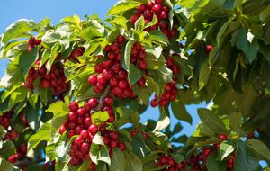 Дерево вишни обычно дает много поросли