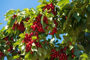 Дерево вишні зазвичай дає багато порослі