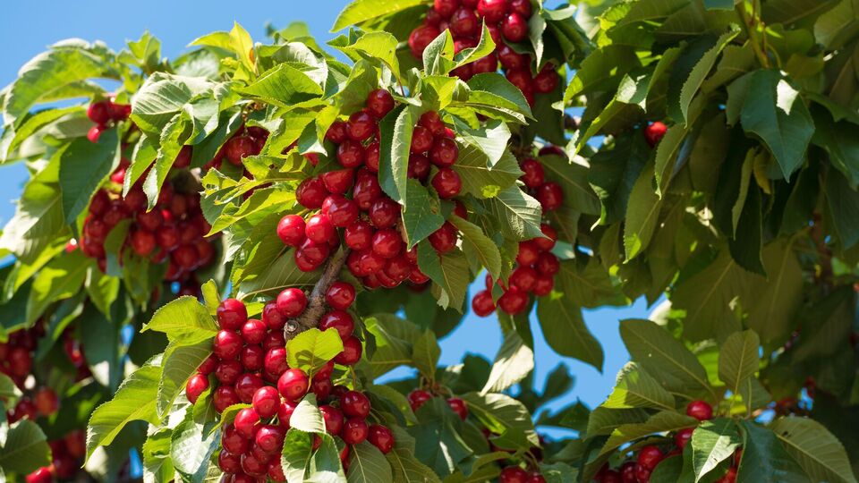 Дерево вишні зазвичай дає багато порослі