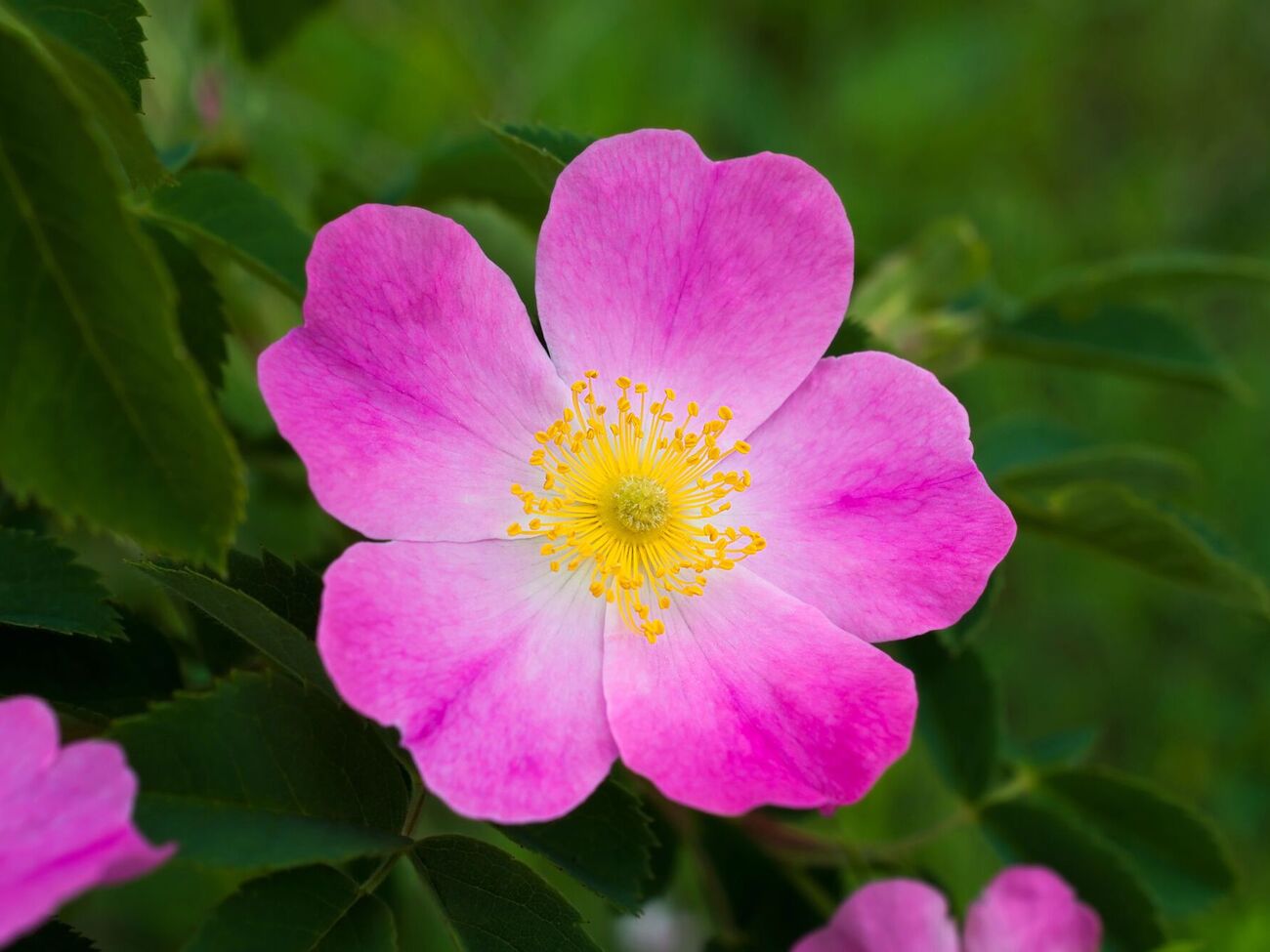 Побеги шиповника отличаются от побегов сортовой розы