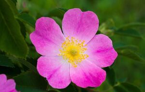 Побеги шиповника отличаются от побегов сортовой розы