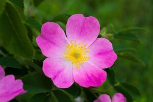 Пагони шипшини відрізняються від пагонів сортової троянди