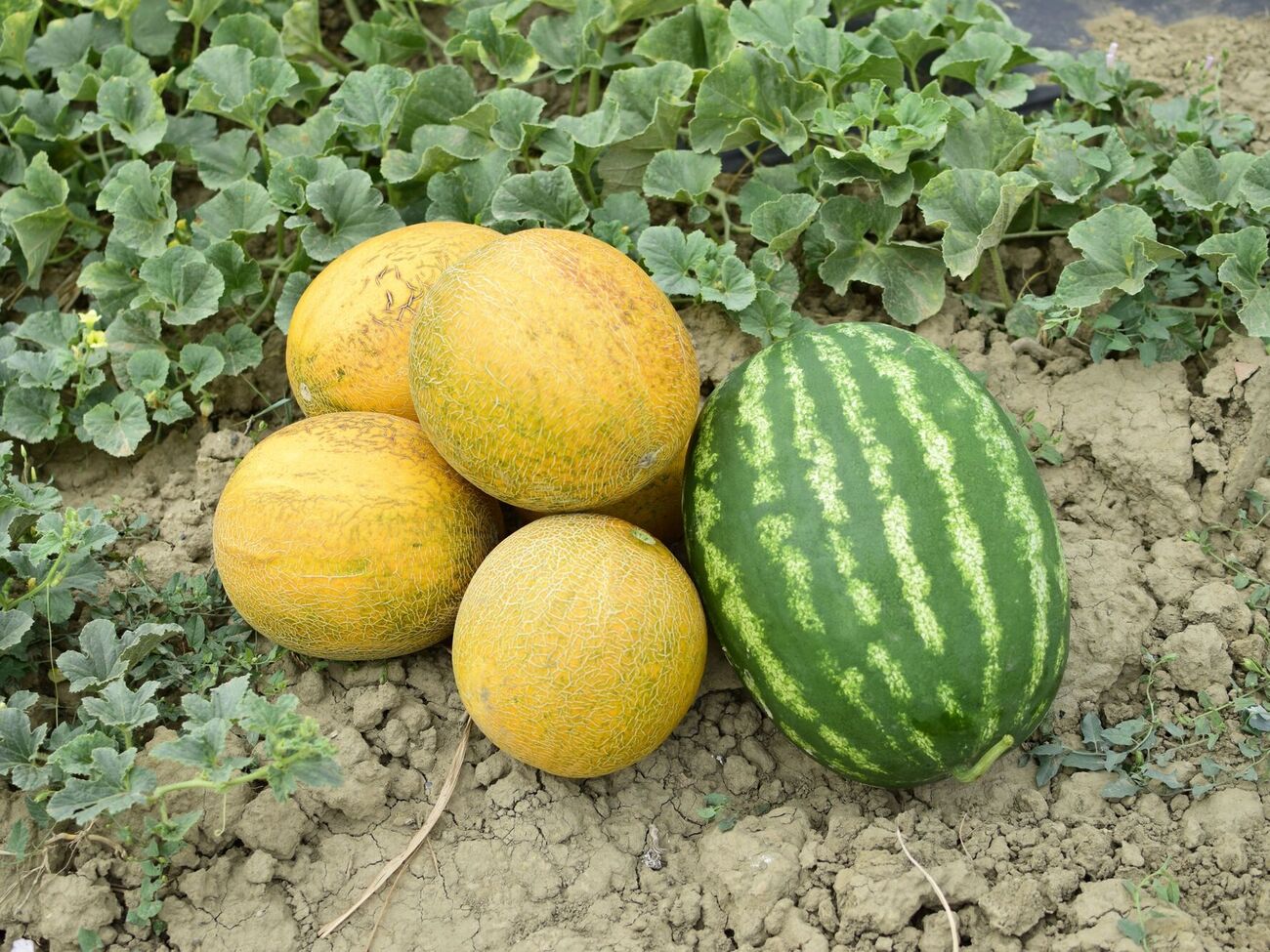 Арбузы и дыни следует сеять в открытую почву только тогда, когда будет держаться теплая погода