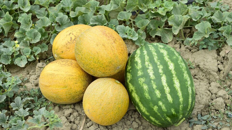 Арбузы и дыни следует сеять в открытую почву только тогда, когда будет держаться теплая погода