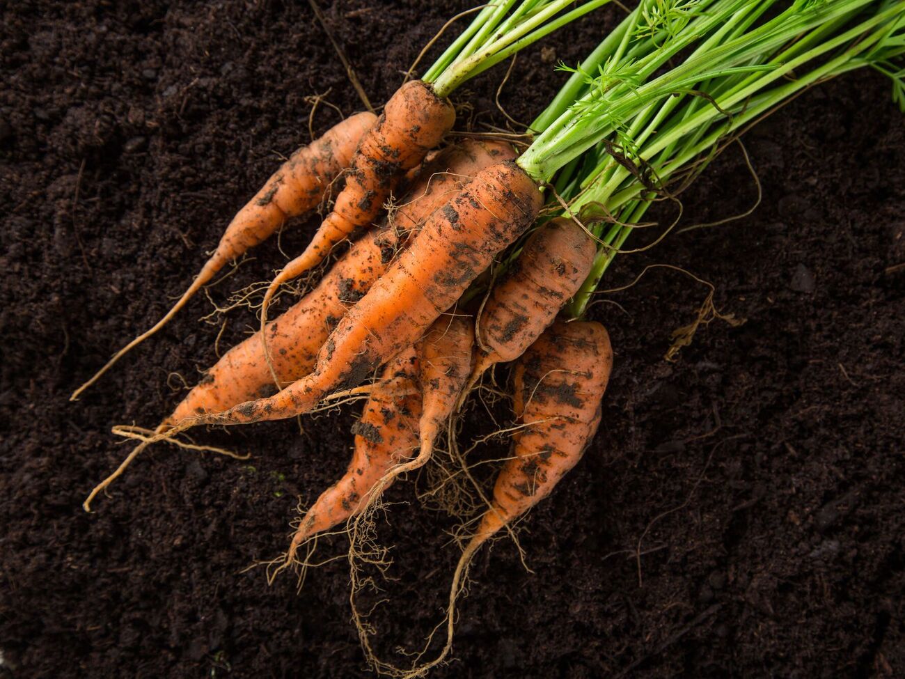 Морква росте кривою з певних причин