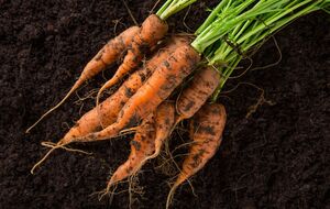 Морковь растет кривой по определенным причинам