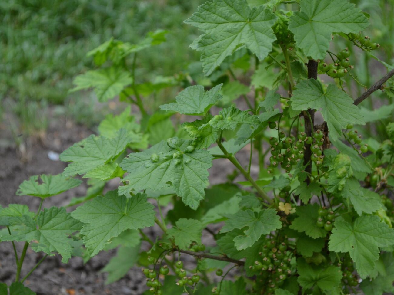Обработку нужно провести за месяц до сбора ягод