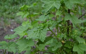 Обработку нужно провести за месяц до сбора ягод