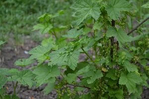 Оброблення потрібно провести за місяць до збирання ягід