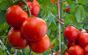 Томаты нуждаются в достаточном пространстве