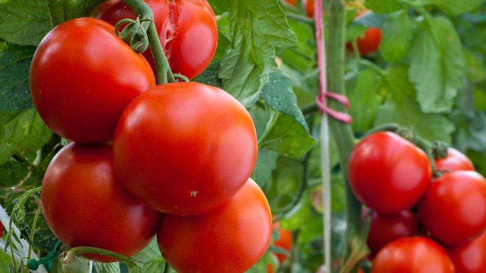 Томати потребують певного простору