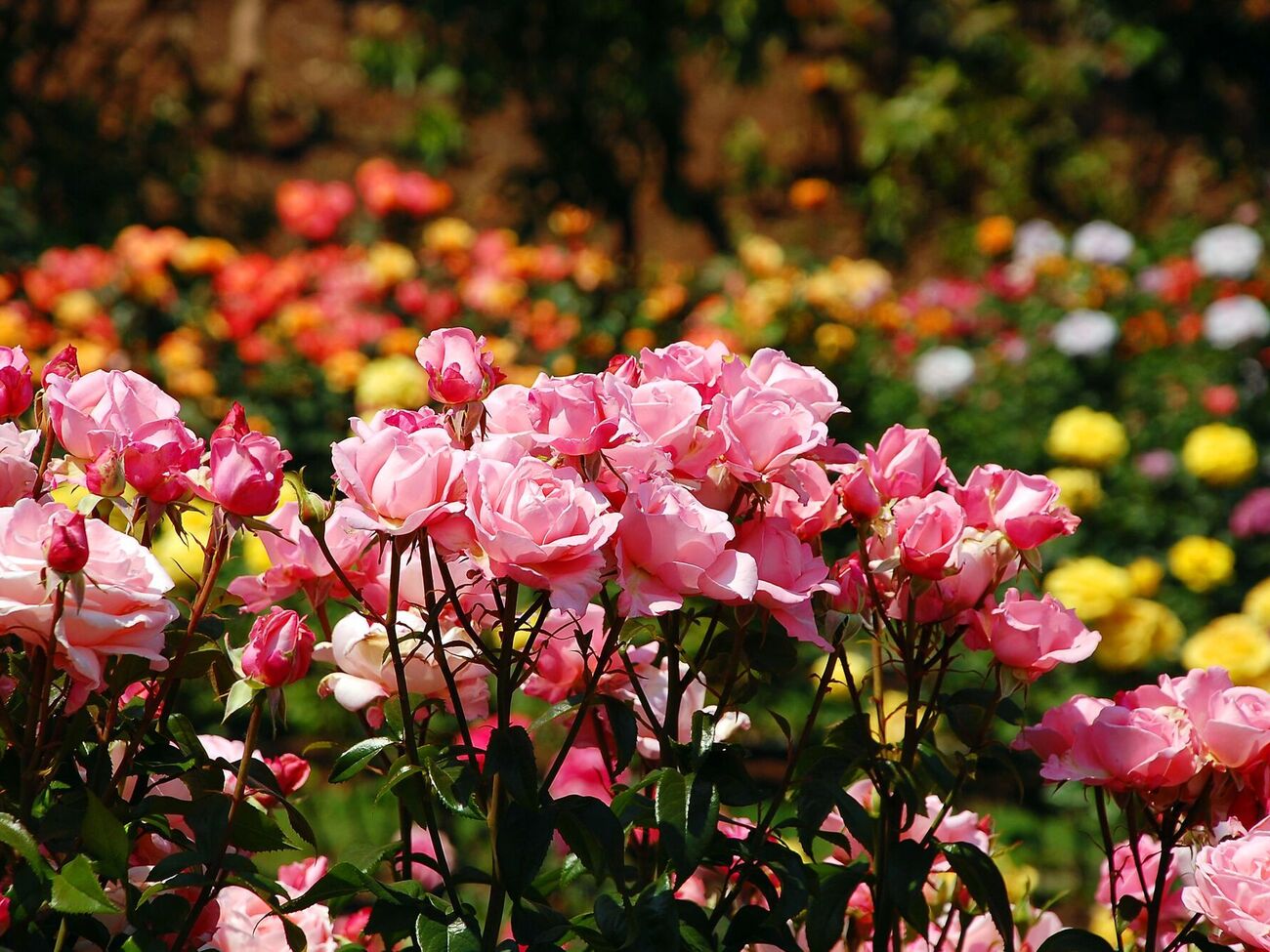 Розы нужно поливать настоем коровяка каждые две недели