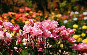 Розы нужно поливать настоем коровяка каждые две недели