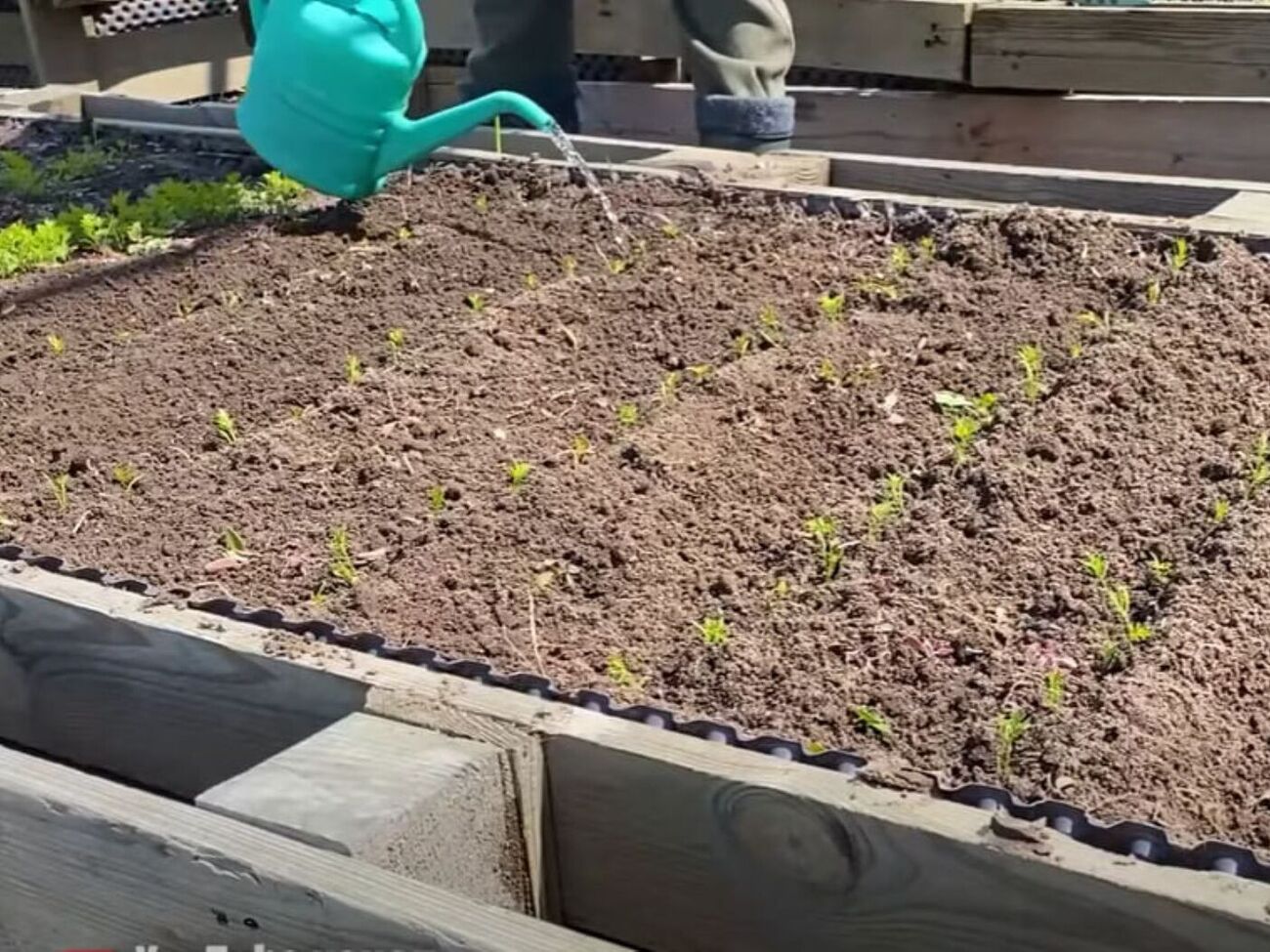 Розсаджену моркву потрібно обов'язково полити