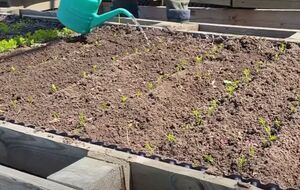 Розсаджену моркву потрібно обов'язково полити