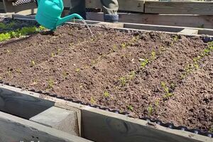 Розсаджену моркву потрібно обов'язково полити