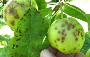 После заражения паршей сначала на листьях появляются мелкие оливковые пятна, а затем начинают осыпаться завязи