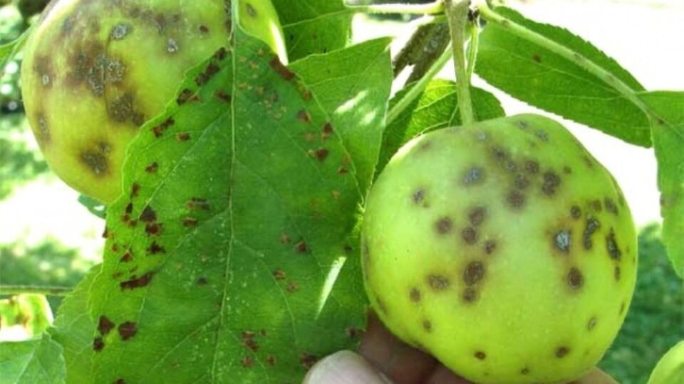 Після зараження паршею спочатку на листі з'являються дрібні оливкові плями, а потім починає обсипатися зав'язь
