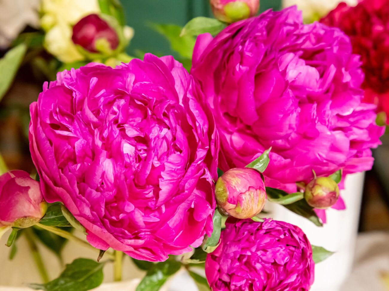 Пионы цветут на третий год после посадки