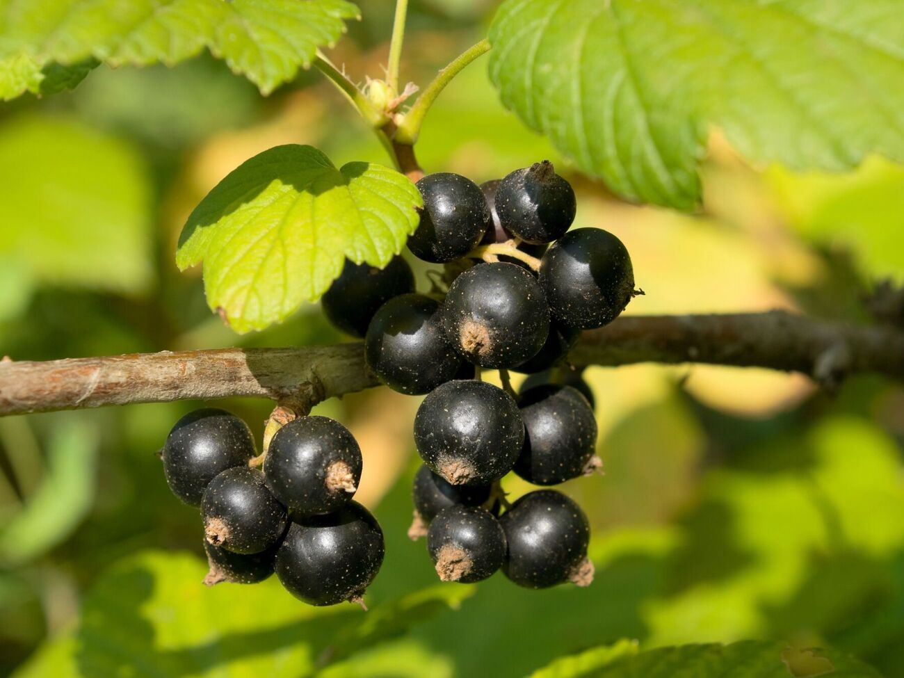 Смородина со временем может давать меньше плодов