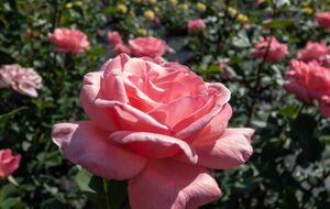 Для подкормки роз используют калимагнезию