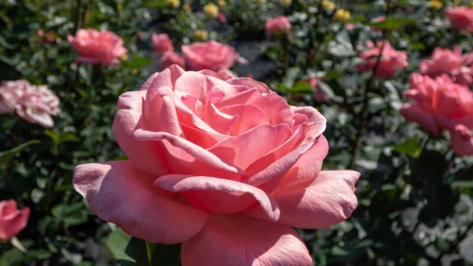 Для подкормки роз используют калимагнезию