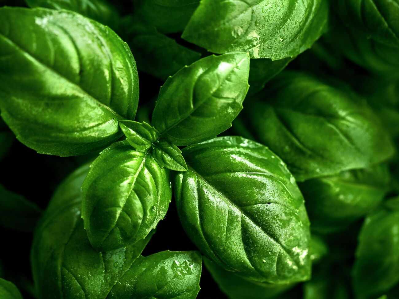 Базилік добре реагує на прищіпування верхівки