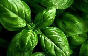 Базилік добре реагує на прищіпування верхівки