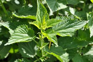 Добриво із кропиви не може нашкодити рослині