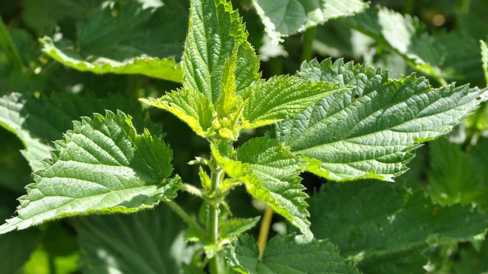 Добриво із кропиви не може нашкодити рослині