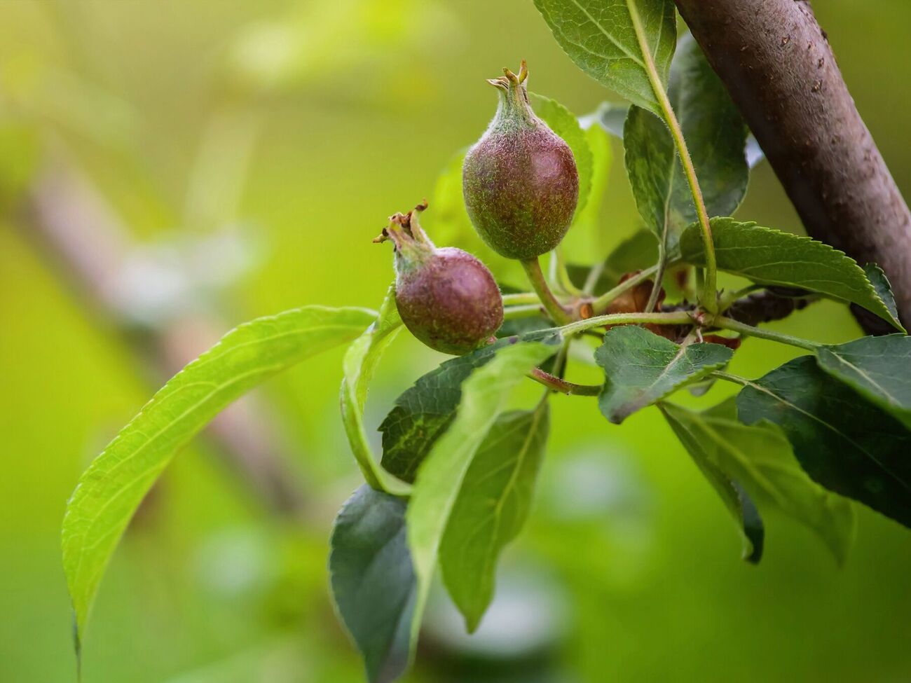 Если завязь с деревьев осыпается, необходимо срочно остановить этот процесс, иначе можно остаться без урожая