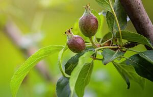Если завязь с деревьев осыпается, необходимо срочно остановить этот процесс, иначе можно остаться без урожая
