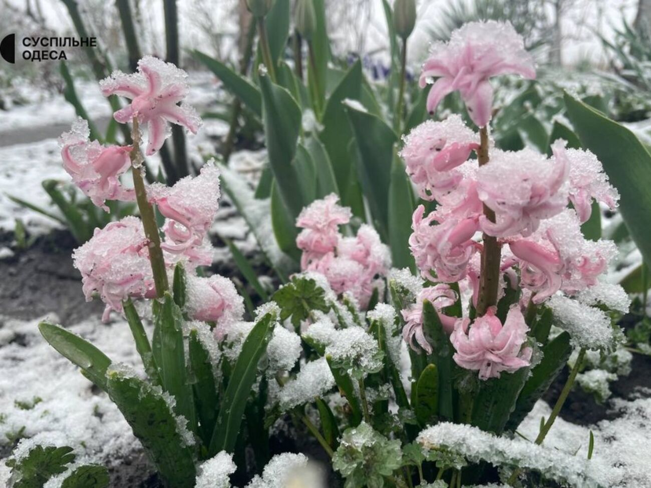 Мокрый снег с дождем возможны в Карпатах, говорят синоптики