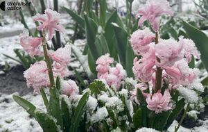 Мокрый снег с дождем возможны в Карпатах, говорят синоптики