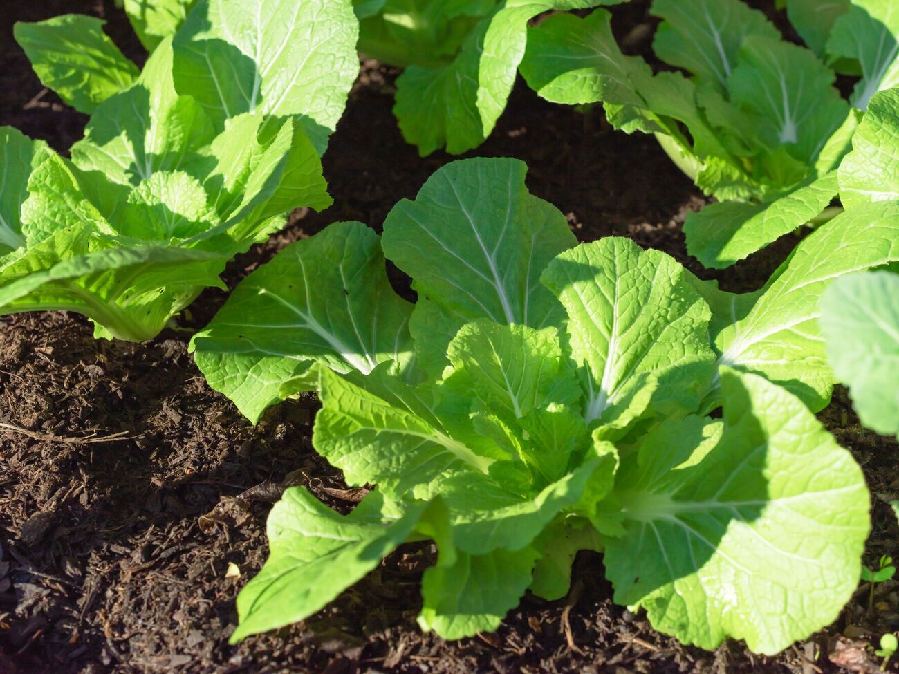 Капуста може не сформувати головок