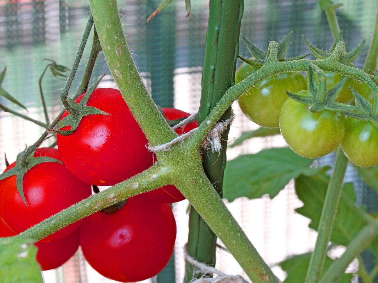 Перед підживленням томатів 1 л добрива розведіть у 5 л води