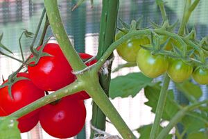 Перед підживленням томатів 1 л добрива розведіть у 5 л води