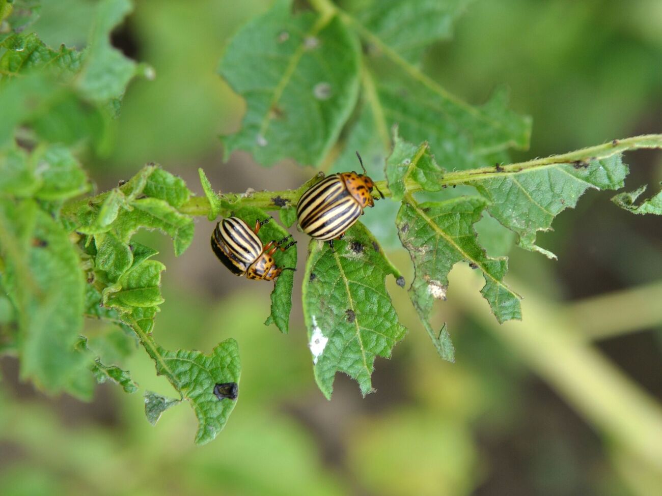 Чтобы колорадский жук не имел шанса, сделайте профилактическую обработку