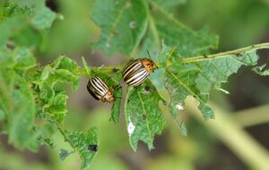 Чтобы колорадский жук не имел шанса, сделайте профилактическую обработку