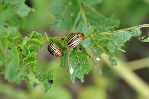 Щоб колорадський жук не мав шансу, зробіть профілактичне оброблення