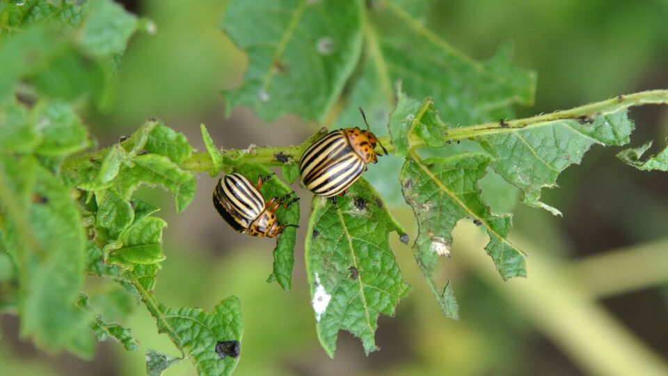 Щоб колорадський жук не мав шансу, зробіть профілактичне оброблення