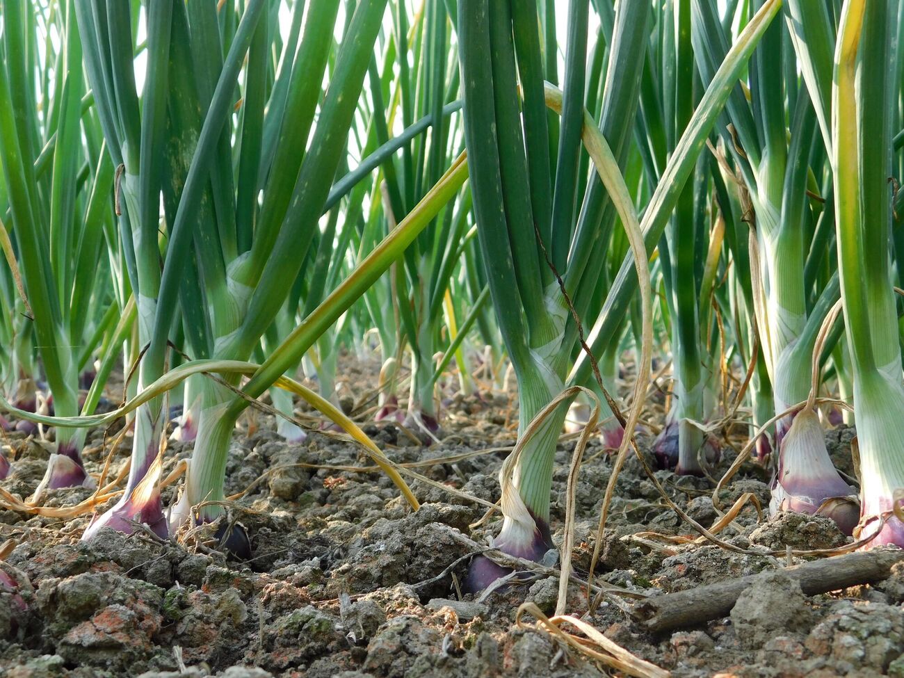 Блогер отметил, что поливать растения следует тогда, когда они требуют влаги