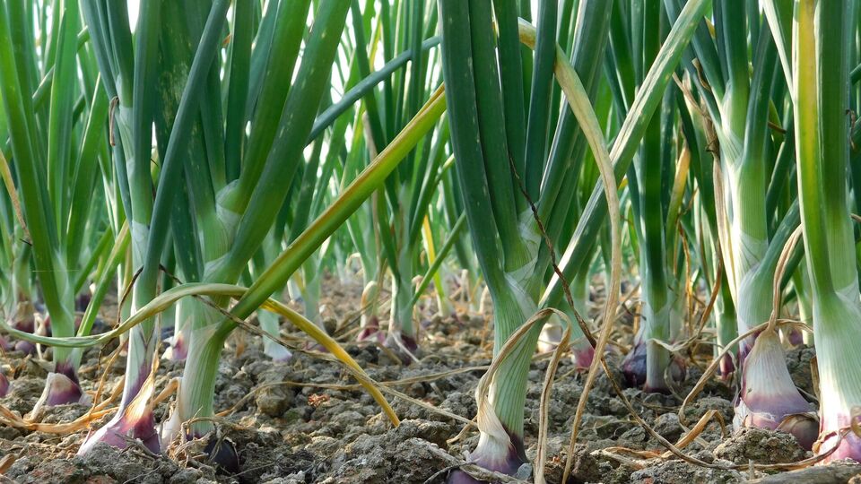 Блогер отметил, что поливать растения следует тогда, когда они требуют влаги