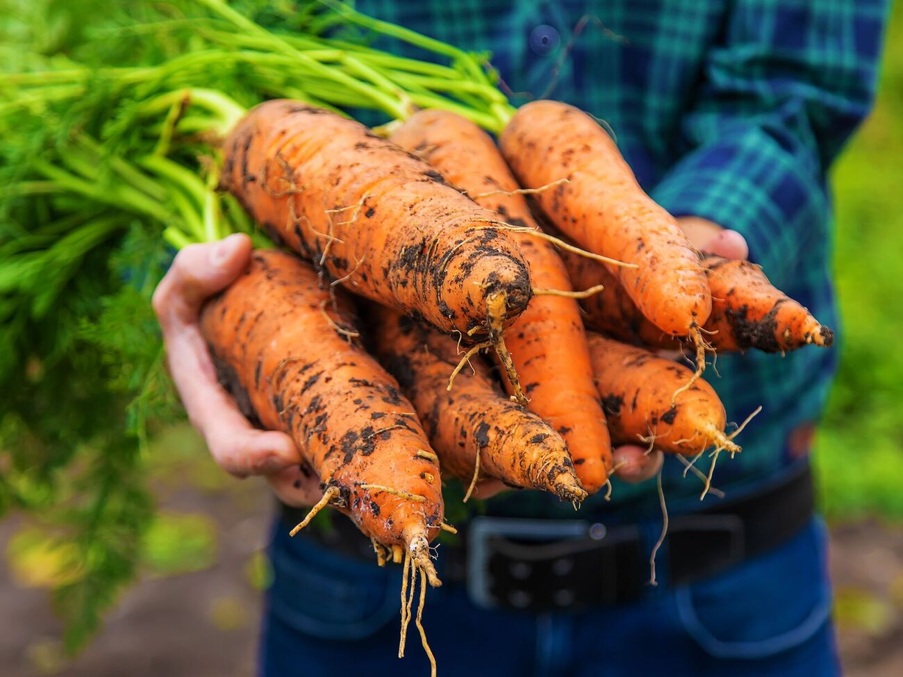 Моркови нравится настой золы для подкормки